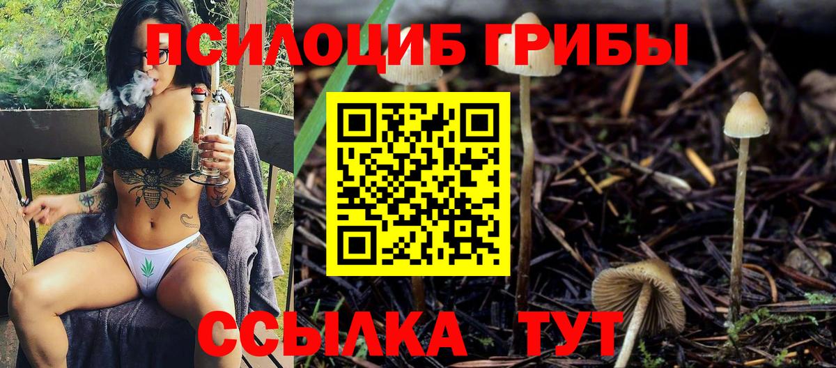 Псилоцибиновые грибы Psilocybe Кизляр